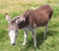Donkey3.jpg